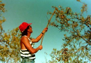 Almond whacking - the finca included over a hundred almond trees. Took two months to pick, hull (remove the outer skins), sort and sack up all the fruit...