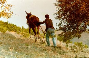 Our neighbour Curro plowing our land with his mule...