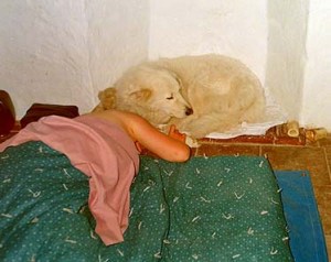 Aura was a large dog who enjoyed snuggling into small spaces and cuddling up with us. She isn't really on Dido's head...