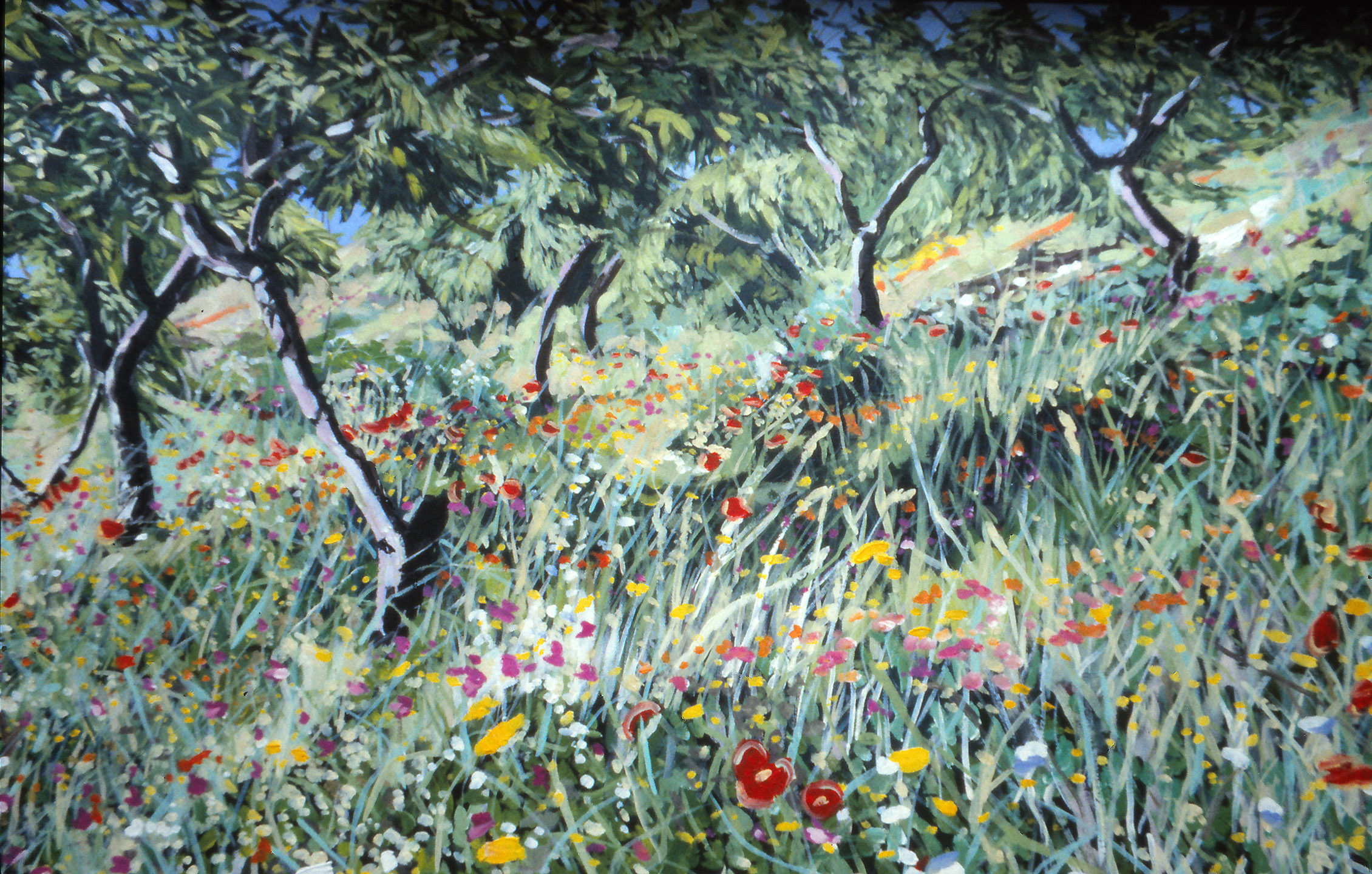 Almond Trees and Grasses.jpg